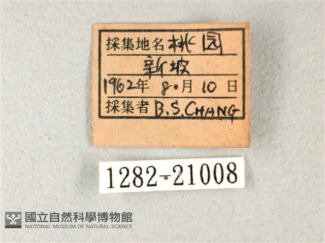 長翅弄蝶藏品圖，第3張