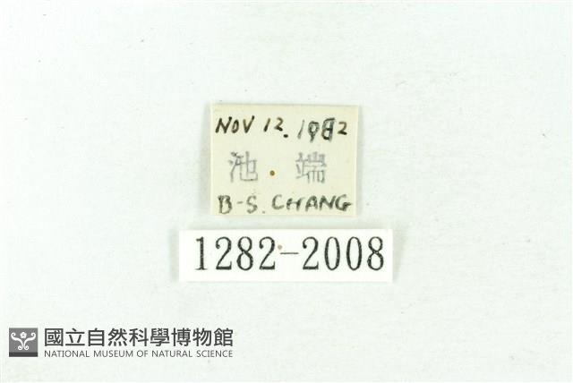 臺雪苔蛾藏品圖，第3張