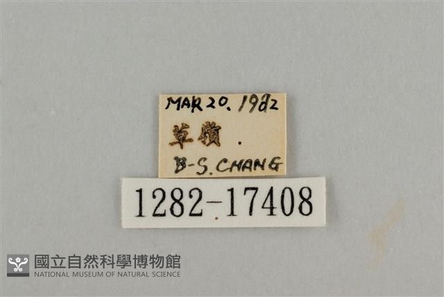 藍灰蝶沖繩亞種藏品圖，第3張