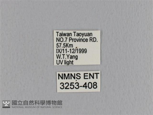 大褐斑枯葉蛾藏品圖，第3張