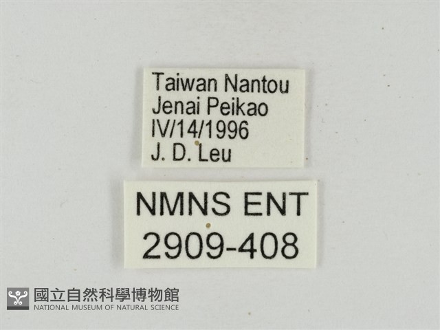 淡褐脈粉蝶藏品圖，第3張