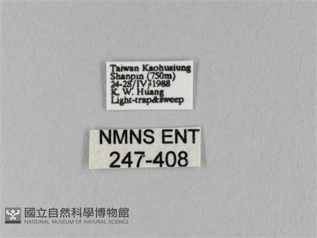 馬尾松枯葉蛾藏品圖，第3張