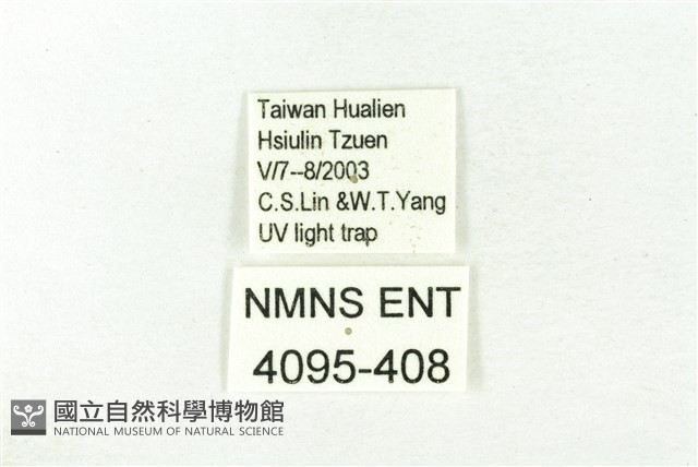 樹形尺蛾藏品圖，第3張