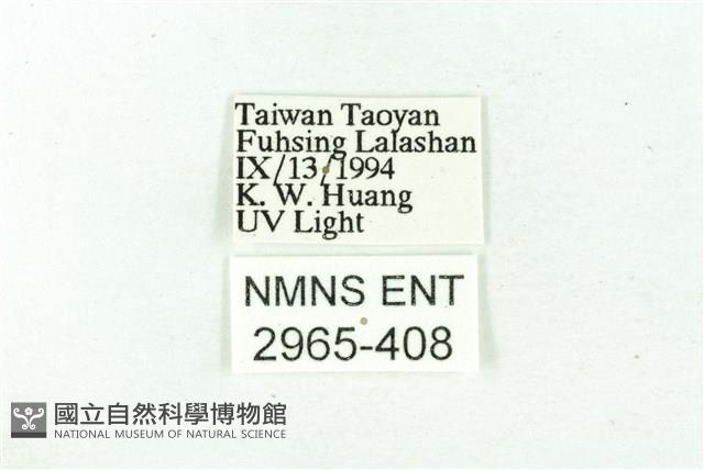 臺雪苔蛾藏品圖，第3張