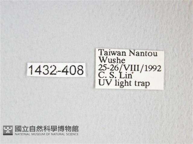 圓翅大鉤蛾藏品圖，第3張