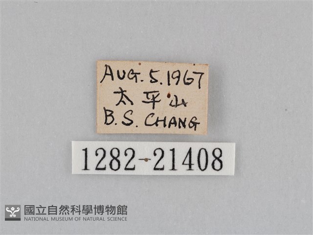 深山黛眼蝶藏品圖，第3張