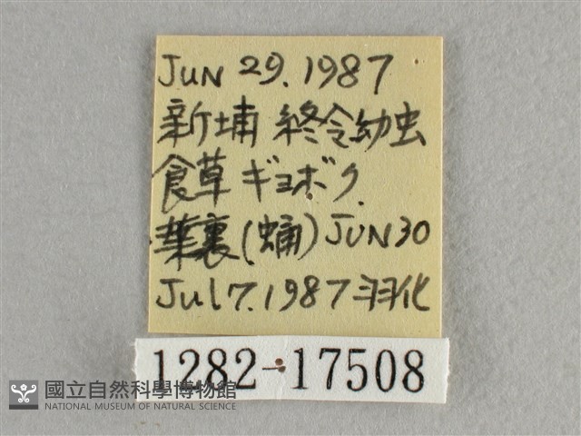 異色尖粉蝶藏品圖，第3張