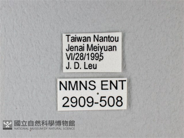 異粉蝶、雌白黃蝶藏品圖，第3張