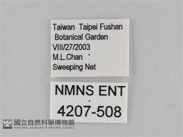 密紋波眼蝶藏品圖，第3張