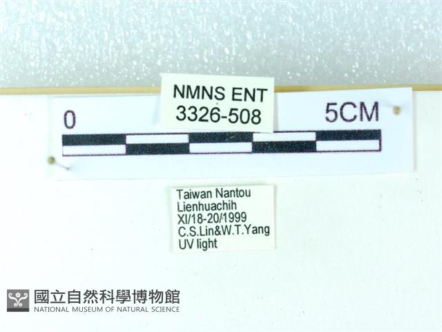 粉蝶燈蛾藏品圖，第3張