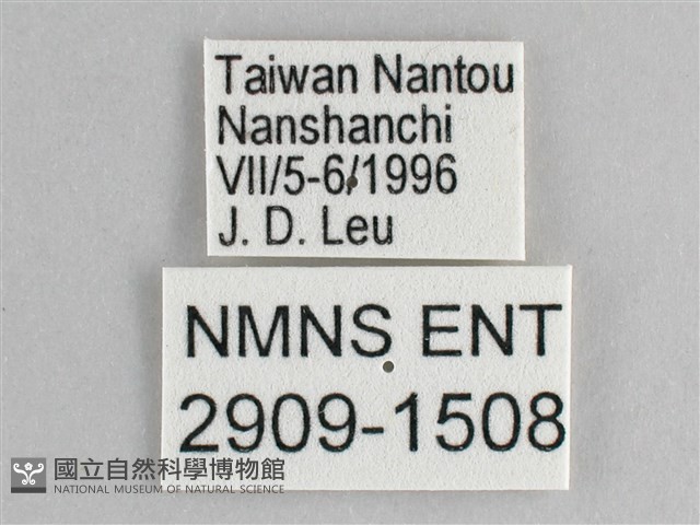 鋸粉蝶藏品圖，第3張