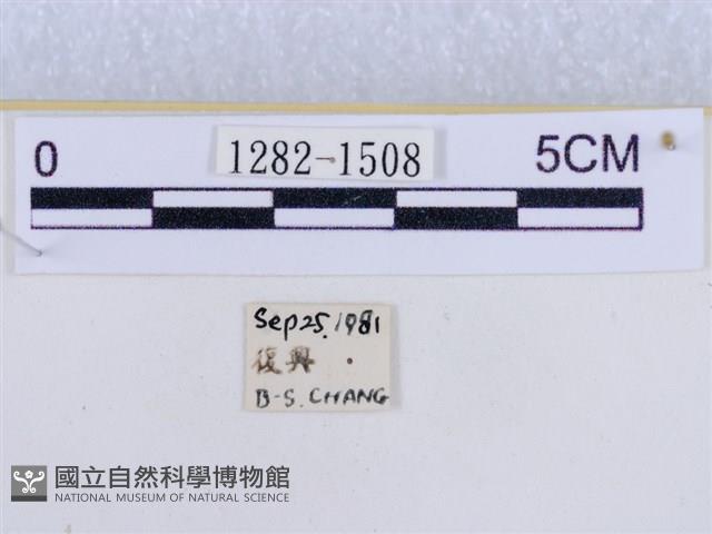 後凸蝶燈蛾藏品圖，第3張