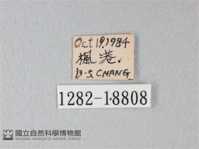 橙端粉蝶、端紅蝶藏品圖，第3張