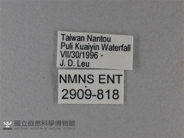 異紋帶蛺蝶藏品圖，第3張