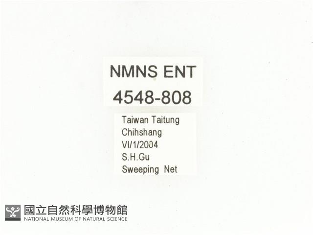 銅點花金龜藏品圖，第2張