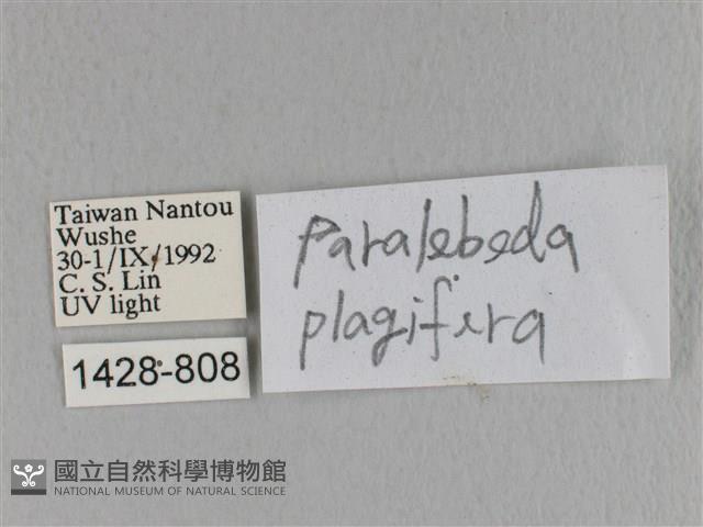 大褐斑枯葉蛾藏品圖，第3張