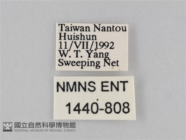 異紋紫斑蝶藏品圖，第3張
