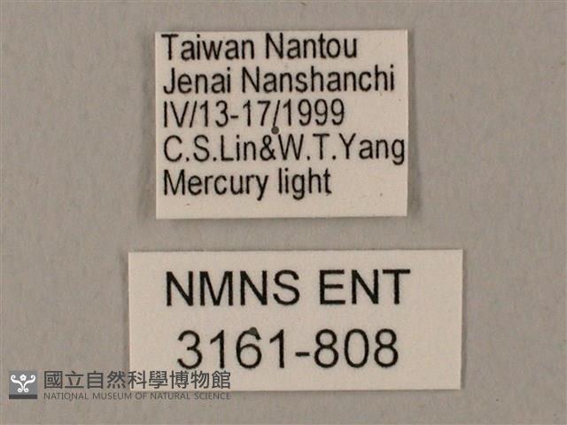 裂斑鷹翅天蛾藏品圖，第3張