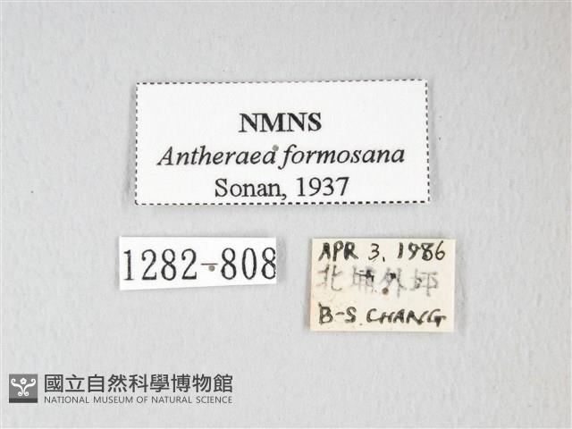 紅目天蠶蛾藏品圖，第3張