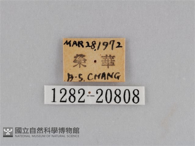江崎波眼蝶藏品圖，第3張