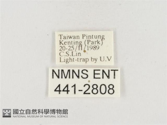 小白紋毒蛾藏品圖，第3張