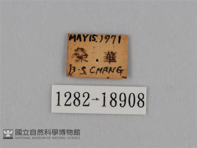 圓翅鉤粉蝶藏品圖，第3張