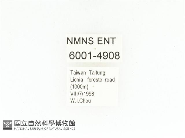 藍艷白點花金龜藏品圖，第2張