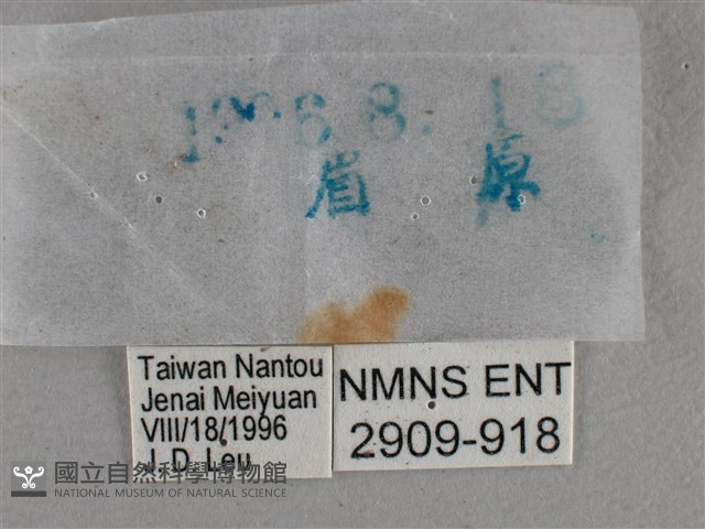 圓翅絨弄蝶藏品圖，第3張