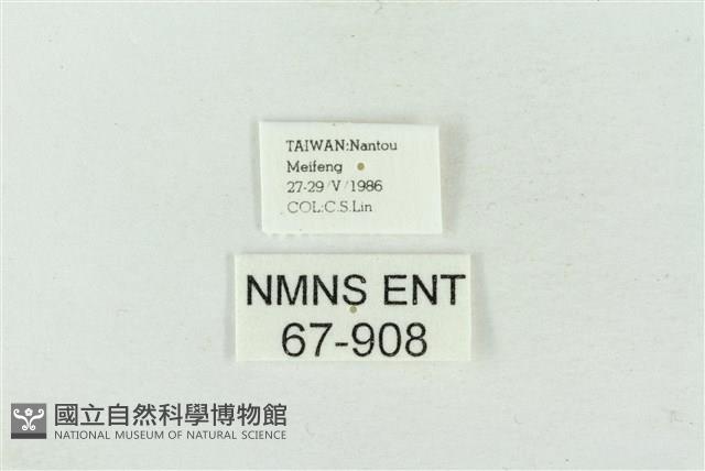 連珠波紋蛾藏品圖，第3張