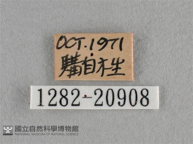 臺灣榿翠灰蝶藏品圖，第3張