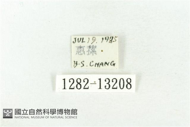 樹形尺蛾藏品圖，第3張