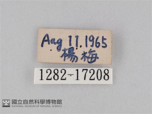 豆環蛺蝶藏品圖，第3張