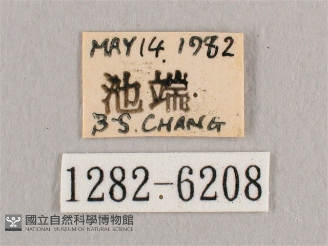 銀端帶鉤蛾藏品圖，第3張