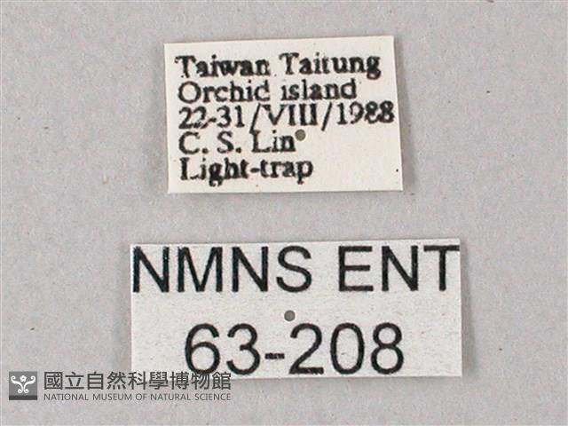 直翅斜紋天蛾藏品圖，第3張