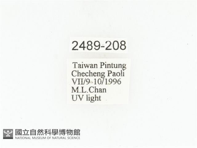 曹德白點花金龜藏品圖，第2張