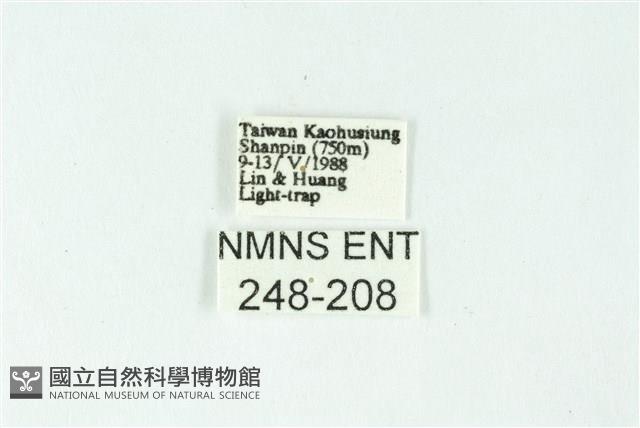 三色豔苔蛾藏品圖，第3張