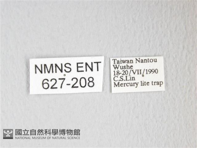 圓翅大鉤蛾藏品圖，第3張