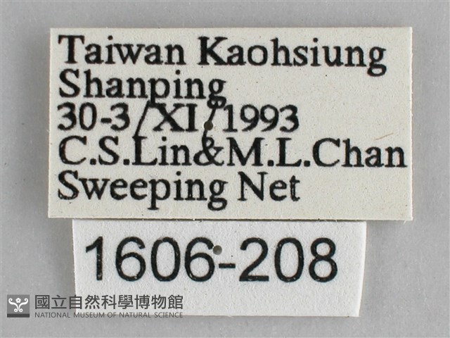 細帶環蛺蝶藏品圖，第3張