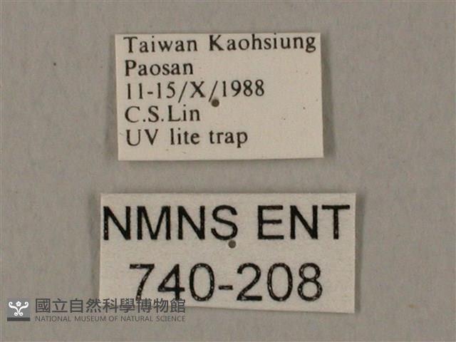 裂斑鷹翅天蛾藏品圖，第3張