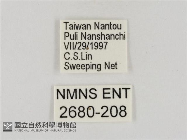 淡褐脈粉蝶藏品圖，第3張