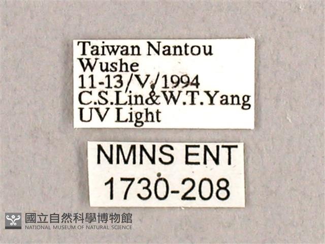 枯球籮紋蛾藏品圖，第3張