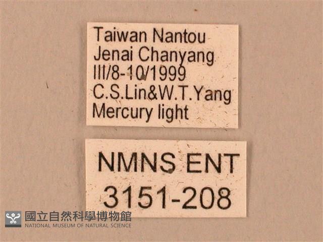 臺灣鋸翅天蛾藏品圖，第3張