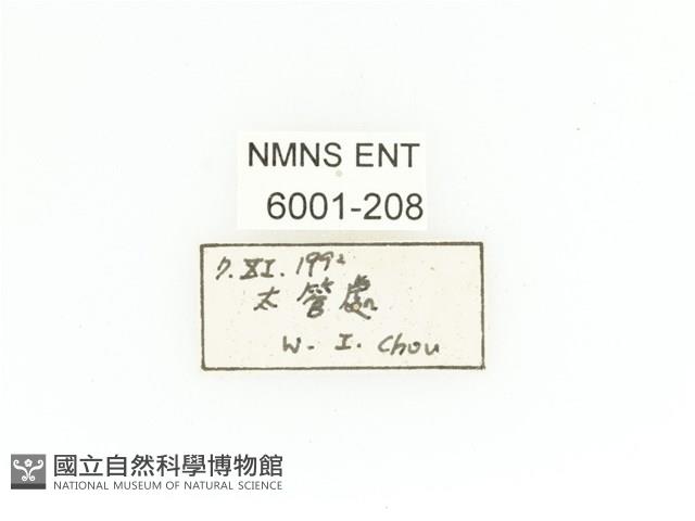 毛翅騷金龜藏品圖，第2張