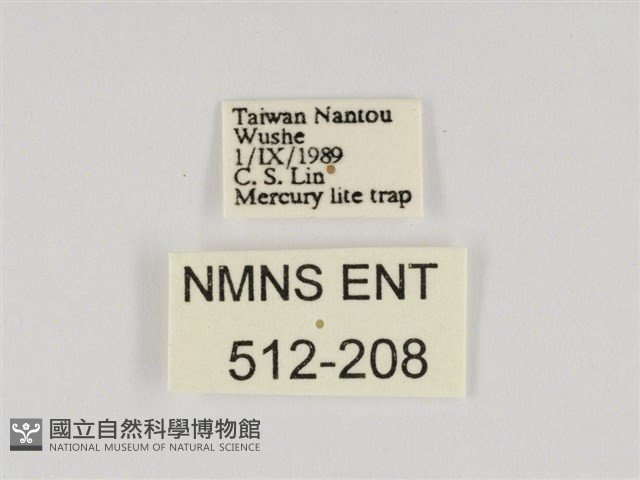 粉蝶燈蛾藏品圖，第3張