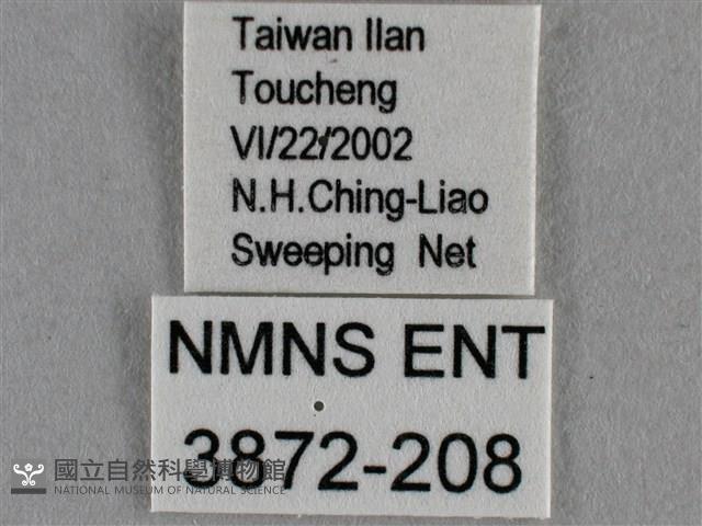 波灰蝶藏品圖，第3張