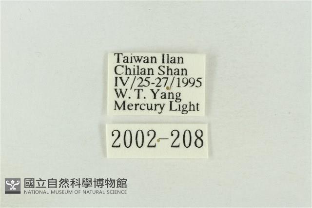 棍棒污燈蛾藏品圖，第3張