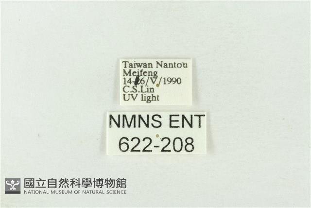 棍棒污燈蛾藏品圖，第3張