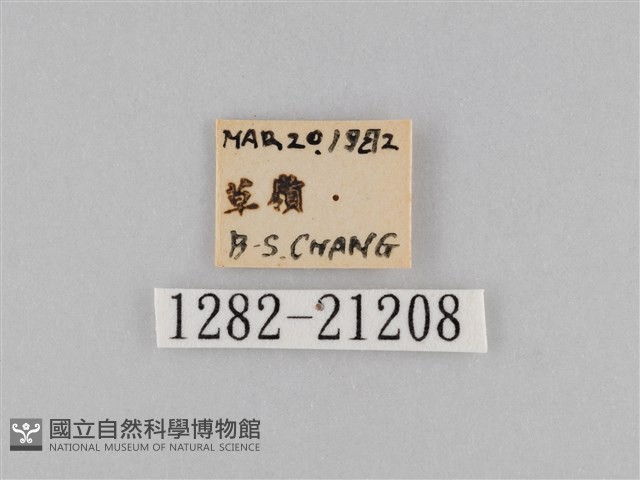 密紋波眼蝶藏品圖，第3張