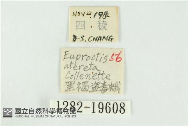 黑翅黃毒蛾藏品圖，第3張