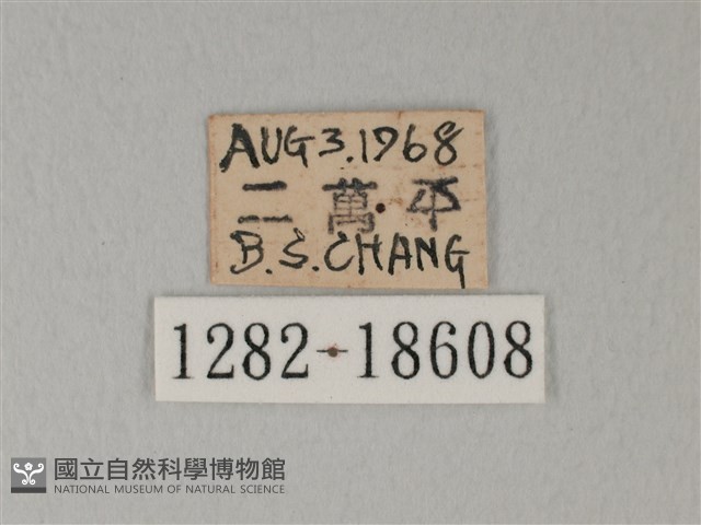 流星絹粉蝶藏品圖，第3張